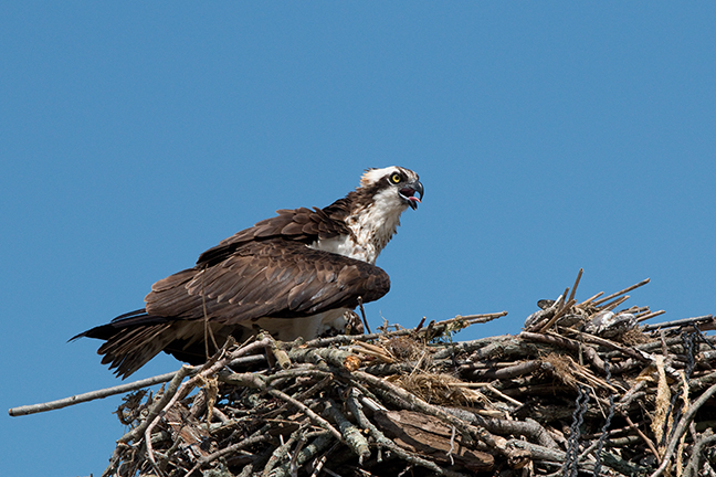 Osprey Nest, Long Island New York
